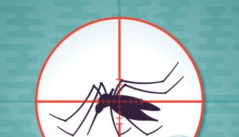 Mosquito Virus Transmission