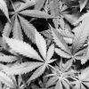 Cannabis fan leaves in black and white.