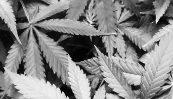 Cannabis fan leaves in black and white.