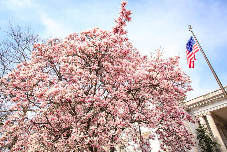 Cherry Blossoms in Washington, D.C.