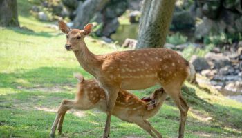 Feeding time, deers at Nara Park in the summer, Nara, Japan