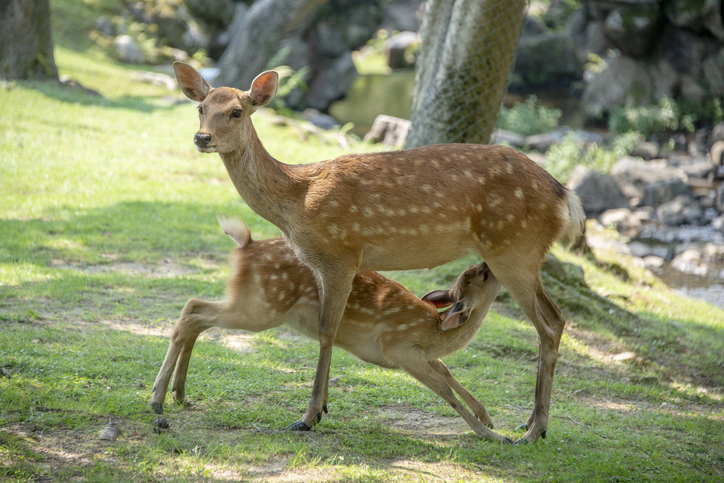 Feeding time, deers at Nara Park in the summer, Nara, Japan