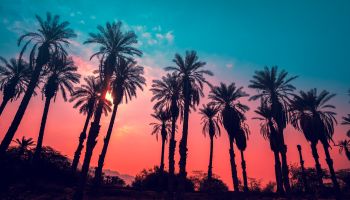 Tropical Palm Trees with Sunset