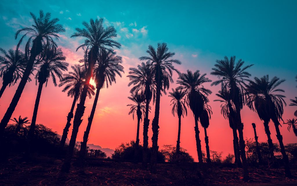 Tropical Palm Trees with Sunset
